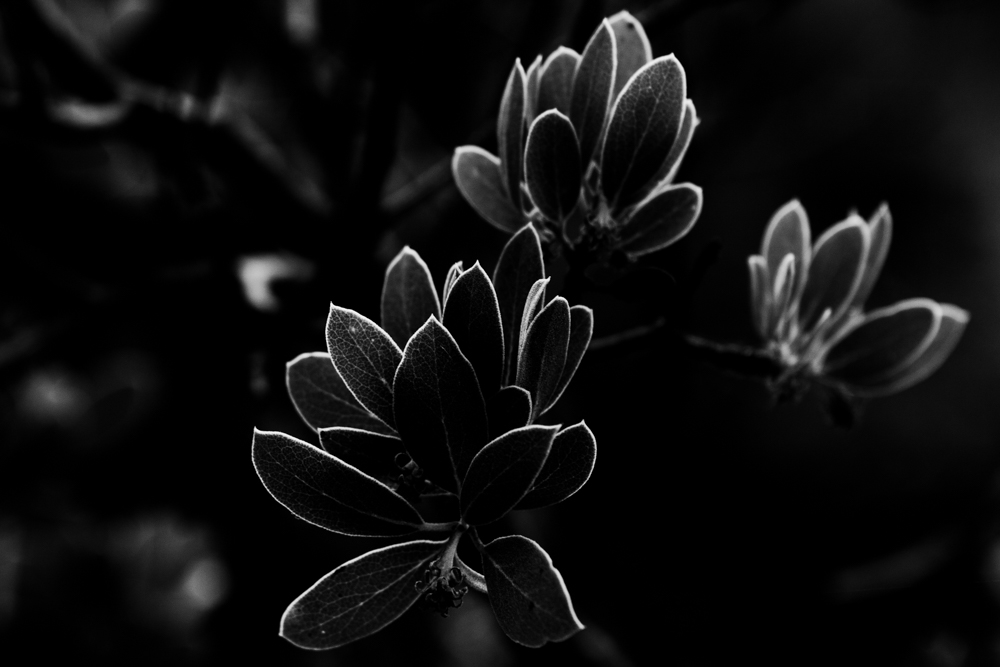Flora 11
