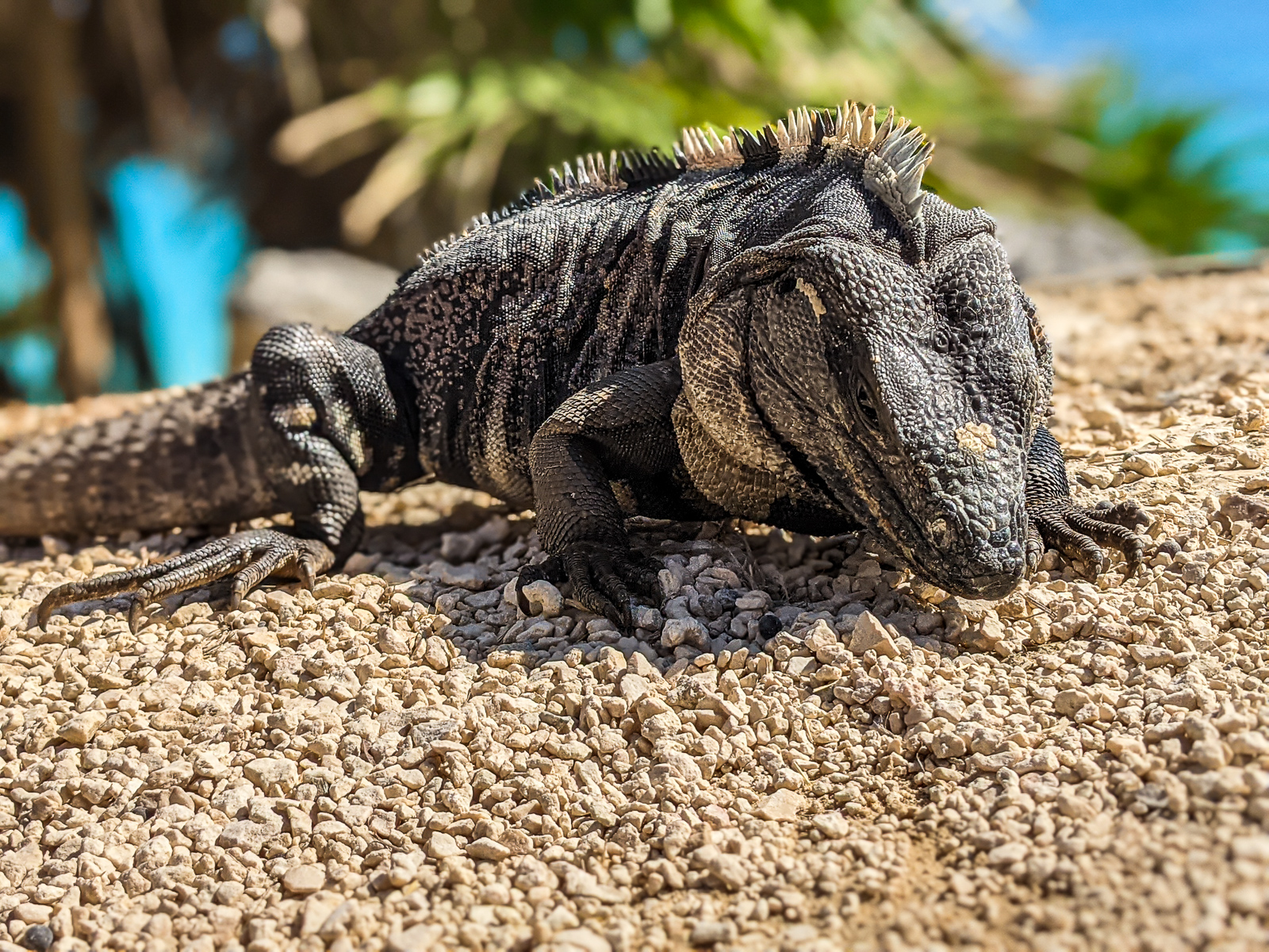 PXL 20201226 161438768.PORTRAIT