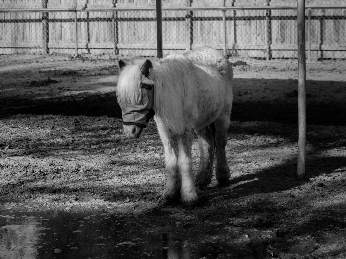 Captive